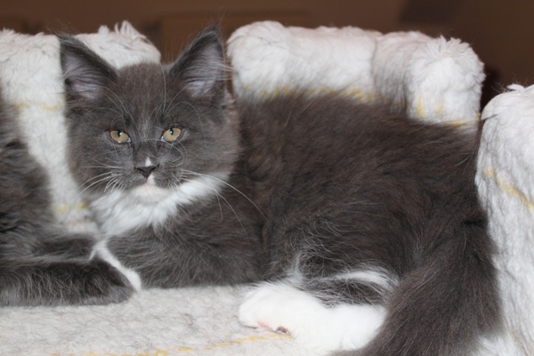 Commander mit 9 Wochen / nine weeks old