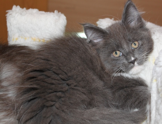 Commander mit 9 Wochen / nine weeks old