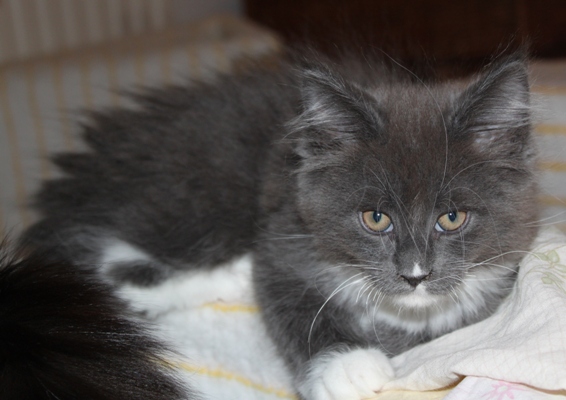 Commander mit 9 Wochen / nine weeks old