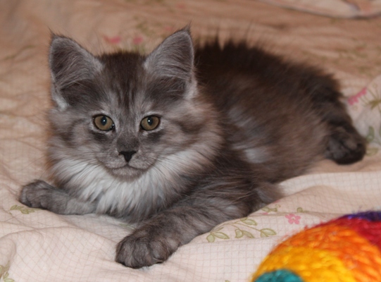 Caprice mit 9 Wochen / nine weeks old