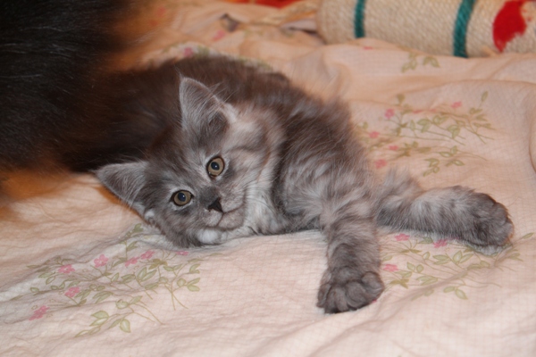 Caprice mit 9 Wochen / nine weeks old