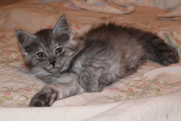 Caprice mit 9 Wochen / nine weeks old