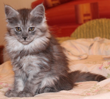 Caprice mit 9 Wochen / nine weeks old