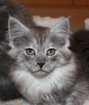 Caprice mit 9 Wochen / nine weeks old