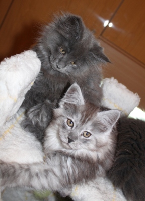 Caprice mit 9 Wochen / nine weeks old