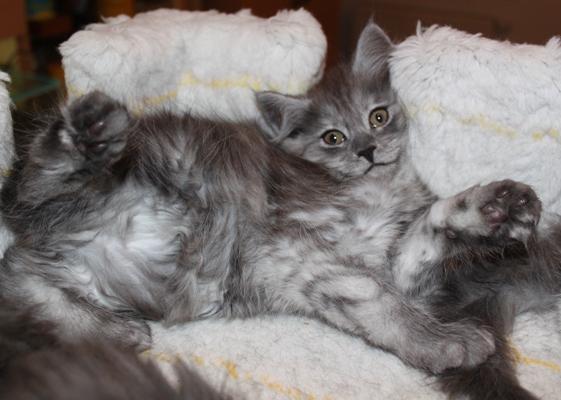 Caprice mit 9 Wochen / nine weeks old