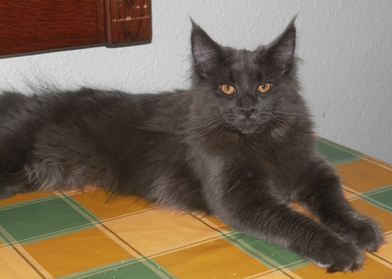 Caroline mit fünf Monaten  / five months old