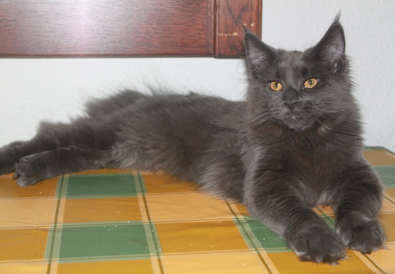 Caroline mit fünf Monaten  / five months old