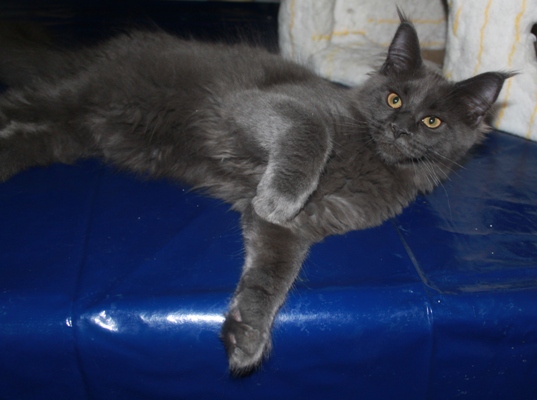 Caroline mit fünf Monaten  / five months old