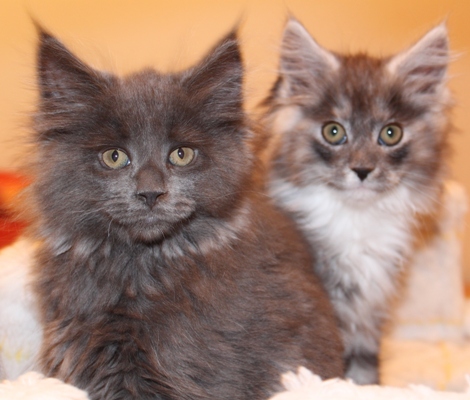 Caroline mit 9 Wochen / nine weeks old