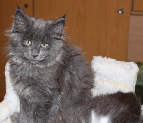 Caroline mit 9 Wochen / nine weeks old