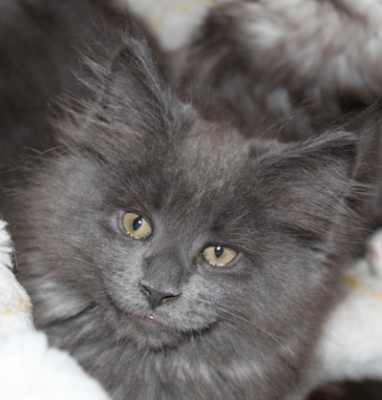 Caroline mit 9 Wochen / nine weeks old