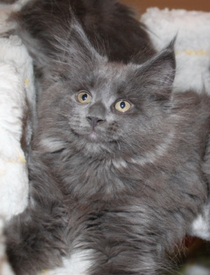 Caroline mit 9 Wochen / nine weeks old