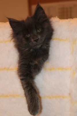 Caroline mit 9 Wochen / nine weeks old