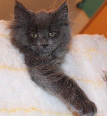 Caroline mit 9 Wochen / nine weeks old