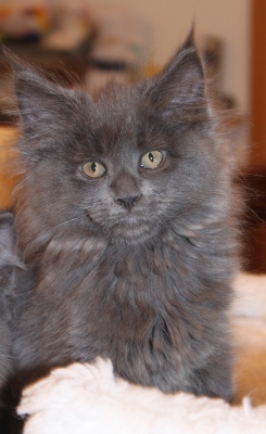 Caroline mit 9 Wochen / nine weeks old