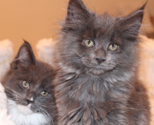 Caroline mit 9 Wochen / nine weeks old