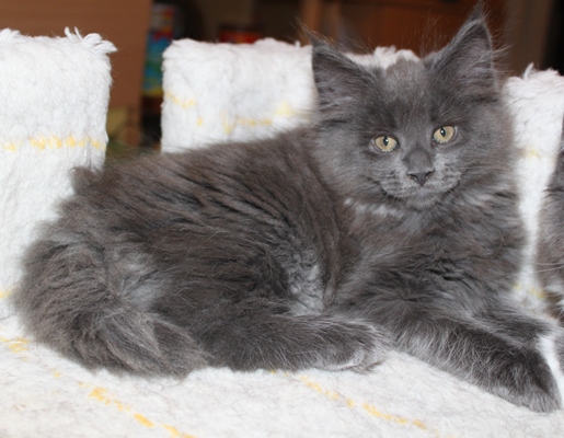 Caroline mit 9 Wochen / nine weeks old