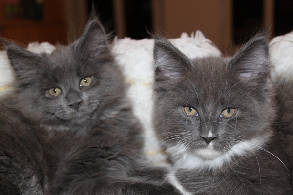 Caroline mit 9 Wochen / nine weeks old