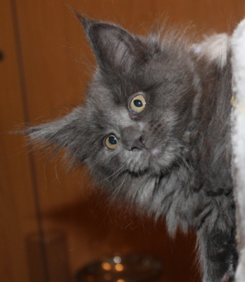 Caroline mit 9 Wochen / nine weeks old