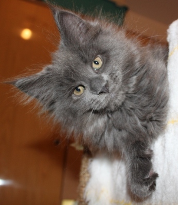 Caroline mit 9 Wochen / nine weeks old