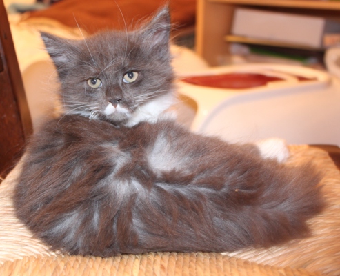 Calvinus mit 9 Wochen / nine weeks old