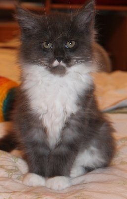 Calvinus mit 9 Wochen / nine weeks old