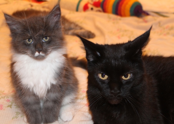 Calvinus mit 9 Wochen / nine weeks old