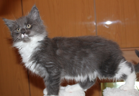 Calvinus mit 9 Wochen / nine weeks old