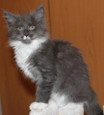 Calvinus mit 9 Wochen / nine weeks old