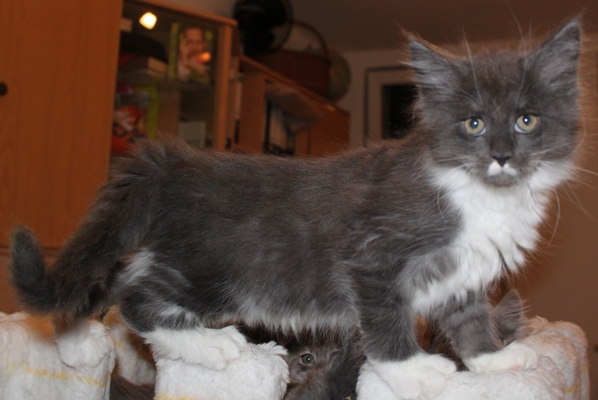 Calvinus mit 9 Wochen / nine weeks old