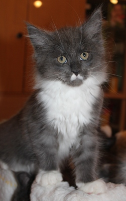 Calvinus mit 9 Wochen / nine weeks old