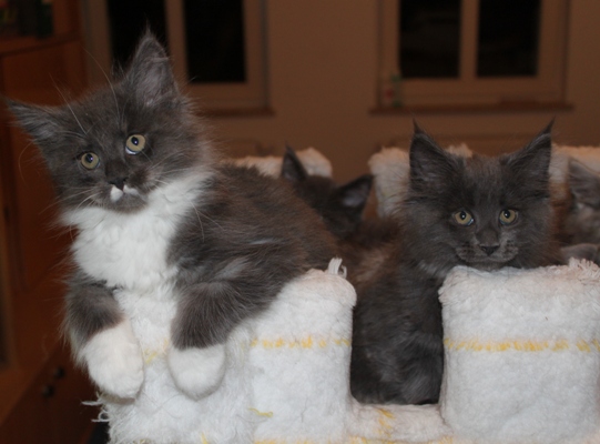 Calvinus mit 9 Wochen / nine weeks old