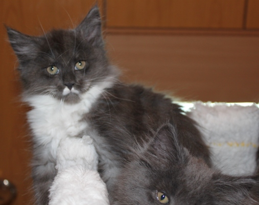 Calvinus mit 9 Wochen / nine weeks old