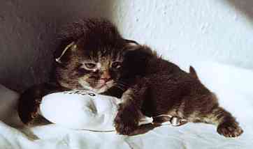 Celine mit zwei Wochen und zwei Tagen/Celine being two weeks and two days old