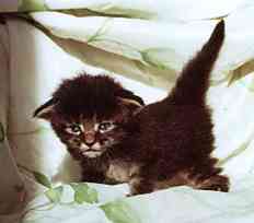 Celine mit drei Wochen/Celine being three weeks old