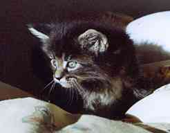 Celine mit fünf Wochen/Celine being five weeks old