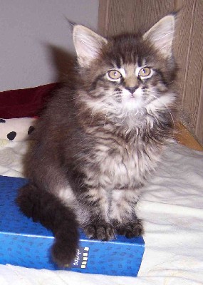 Celine mit acht Wochen/Celine being eight weeks old