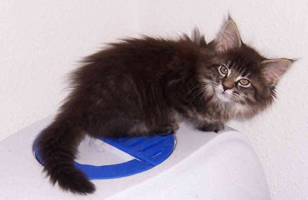 Celine mit neun Wochen/Celine being nine weeks old