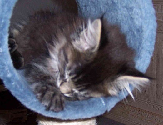 Celine mit neun Wochen/Celine being nine weeks old