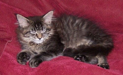 Celine mit dreizehn Wochen/Celine being thirteen weeks old