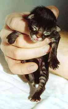 Cheyenne mit einem Tag/Cheyenne being one day old