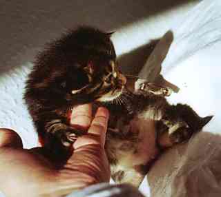 Cheyenne mit zwei Wochen udn zwei Tagen/Cheyenne being two weeks and two days old