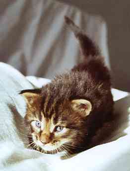 Cheyenne mit drei Wochen/Cheyenne being three weeks old