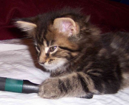 Cheyenne mit sieben Wochen/Cheyenne being seven weeks old