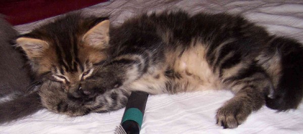 Cheyenne mit sieben Wochen/Cheyenne being seven weeks old