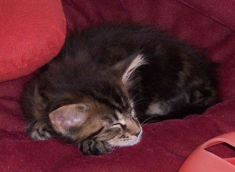 Cheyenne mit acht Wochen/Cheyenne being eight weeks old