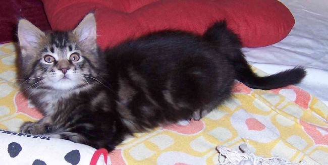 Cheyenne mit neun Wochen/Cheyenne being nine weeks old