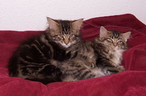 Cheyenne und Cleopatra mit dreizehn Wochen/Cheyenne and Cleopatra being thirteen weeks old