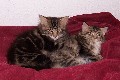 Cheyenne und Cleopatra mit dreizehn Wochen / thirteen weeks old